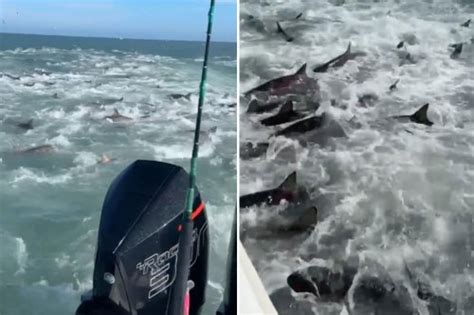 Mar 1, 2023 · Fishermen searching for yellowfin tuna came across a chaotic scene of sharks in a feeding frenzy off the coast of Venice, Louisiana, recently posted footage shows. Dillon May recorded this video ... 